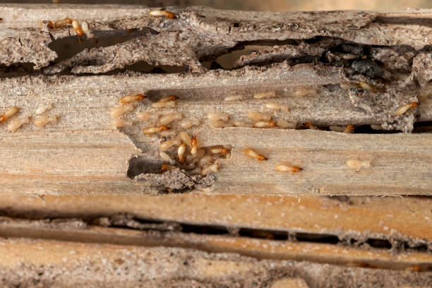 Best Cockroach Control Services  in Bowling Green, MO